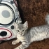 Silver Tabby Yavru Minnoş (Domestic Shorthair) fotoğraf