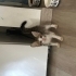 Annelerini Kaybeden 2 Yavru Kediye Ömürlük Yuva 🐾 fotoğraf