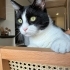 SMOKİN KEDİ ÖMÜRLÜK YUVA ARANIYOR fotoğraf