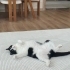 SMOKİN KEDİ ÖMÜRLÜK YUVA ARANIYOR fotoğraf