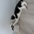 SMOKİN KEDİ ÖMÜRLÜK YUVA ARANIYOR fotoğraf