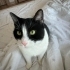SMOKİN KEDİ ÖMÜRLÜK YUVA ARANIYOR fotoğraf