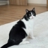 SMOKİN KEDİ ÖMÜRLÜK YUVA ARANIYOR fotoğraf