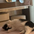 SMOKİN KEDİ ÖMÜRLÜK YUVA ARANIYOR fotoğraf