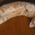 Mısır iç dış parazitleri yapıldı karma aşısı yapıldı fotoğraf