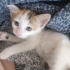Tam bir cici kız yuva beklıyor dışarda bulundu korumaya alındı yuva  acilen fotoğraf