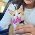 Çok akıllı ve sevecen fotoğraf