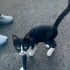 BEBEK KARDEŞLER SOKAKTA fotoğraf