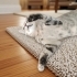 İZMİR ÇOK SICAKKANLI YAVRUMUZ TİGER TABY fotoğraf