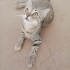 İZMİR ÇOK SICAKKANLI YAVRUMUZ TİGER TABY fotoğraf