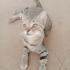 İZMİR ÇOK SICAKKANLI YAVRUMUZ TİGER TABY fotoğraf