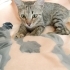 İZMİR ÇOK SICAKKANLI YAVRUMUZ TİGER TABY fotoğraf