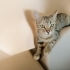 İZMİR ÇOK SICAKKANLI YAVRUMUZ TİGER TABY fotoğraf