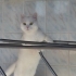 Onu sevecek ailesini arıyor . fotoğraf