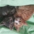 1 sarı kedi sahiplenene kardesi hediye fotoğraf
