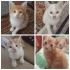 1 sarı kedi sahiplenene kardesi hediye fotoğraf