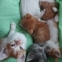 1 sarı kedi sahiplenene kardesi hediye fotoğraf