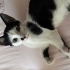 Uyumlu, kucak bağımlısı lily fotoğraf