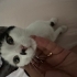 Uyumlu, kucak bağımlısı lily fotoğraf