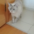 🐾 Yuva Arayan Yakışıklı Oğlan fotoğraf