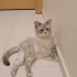🐾 Yuva Arayan Yakışıklı Oğlan fotoğraf
