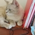 🐾 Yuva Arayan Yakışıklı Oğlan fotoğraf