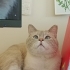 🐾 Yuva Arayan Yakışıklı Oğlan fotoğraf