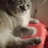 🐾 Yuva Arayan Yakışıklı Oğlan fotoğraf
