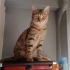 LOKMA GEÇİCİ/KALICI YUVASINI ARIYOR fotoğraf