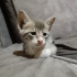 KİRLİ'YE ACİL YUVA! 🐾 fotoğraf