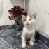 iki aylık  yavru Ankara kırması  mama ve kum eğitimi var fotoğraf