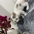 iki aylık  yavru Ankara kırması  mama ve kum eğitimi var fotoğraf