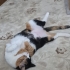 Mama destekli sahiplendirme fotoğraf