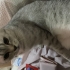Kaymak yuva arıyor fotoğraf
