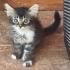 Boncuk bakışlı minik tekir fotoğraf
