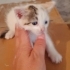 Şeftali gibi çok tatlı. Henüz 1.5 aylık erkek mi dişi mi bilmiyorum. fotoğraf
