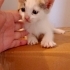 Şeftali gibi çok tatlı. Henüz 1.5 aylık erkek mi dişi mi bilmiyorum. fotoğraf