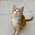 Cücük Yuva Arıyor 💖 fotoğraf