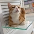 Cücük Yuva Arıyor 💖 fotoğraf