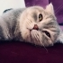 YAKLAŞIK 8 AYLIK BRİTİSH SORTHAİR..!! fotoğraf