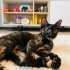 Yavru kedi kömür yuva arıyor fotoğraf