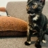 Yavru kedi kömür yuva arıyor fotoğraf