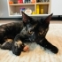 Yavru kedi kömür yuva arıyor fotoğraf