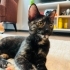 Yavru kedi kömür yuva arıyor fotoğraf