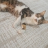 Uysal ve uyumlu kısırlaştırılmış tekir kedi fotoğraf