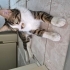 Uysal ve uyumlu kısırlaştırılmış tekir kedi fotoğraf