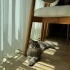 Çok sevecen ev kedisi fotoğraf