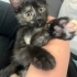 Yavru kedi oreo yuva arıyorr fotoğraf