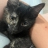 Yavru kedi oreo yuva arıyorr fotoğraf