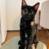 Yavru kedi oreo yuva arıyorr fotoğraf